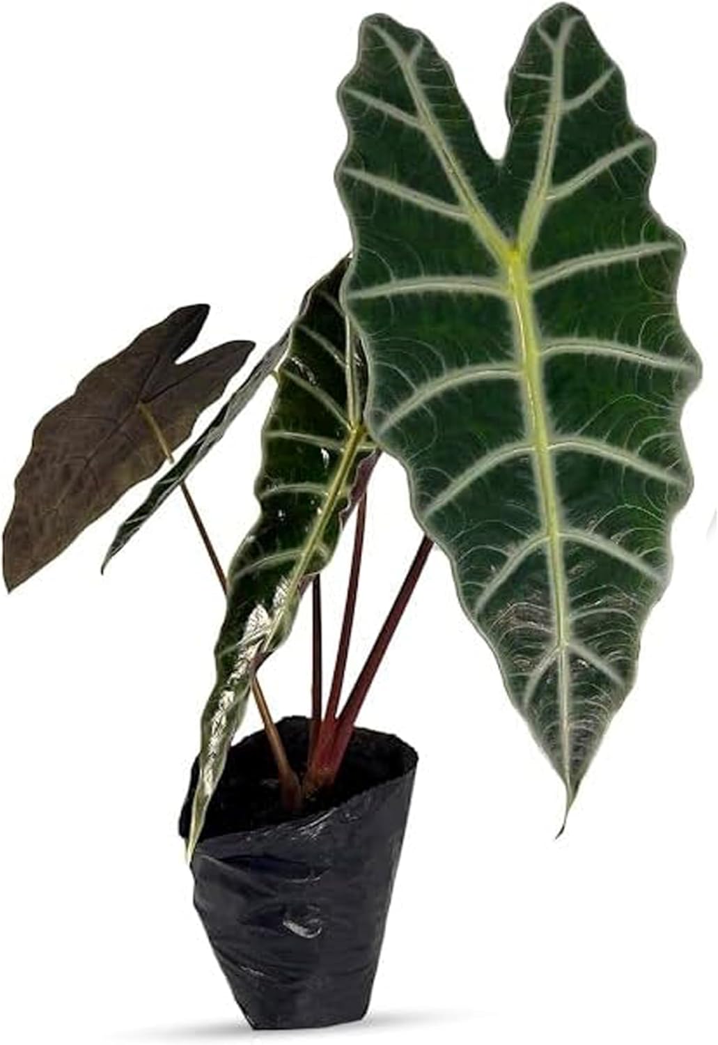 LEAL PLANTS ECUADOR Alocasia Amazonica| Elephant Ear Plant| African Mask Live Green House Plant