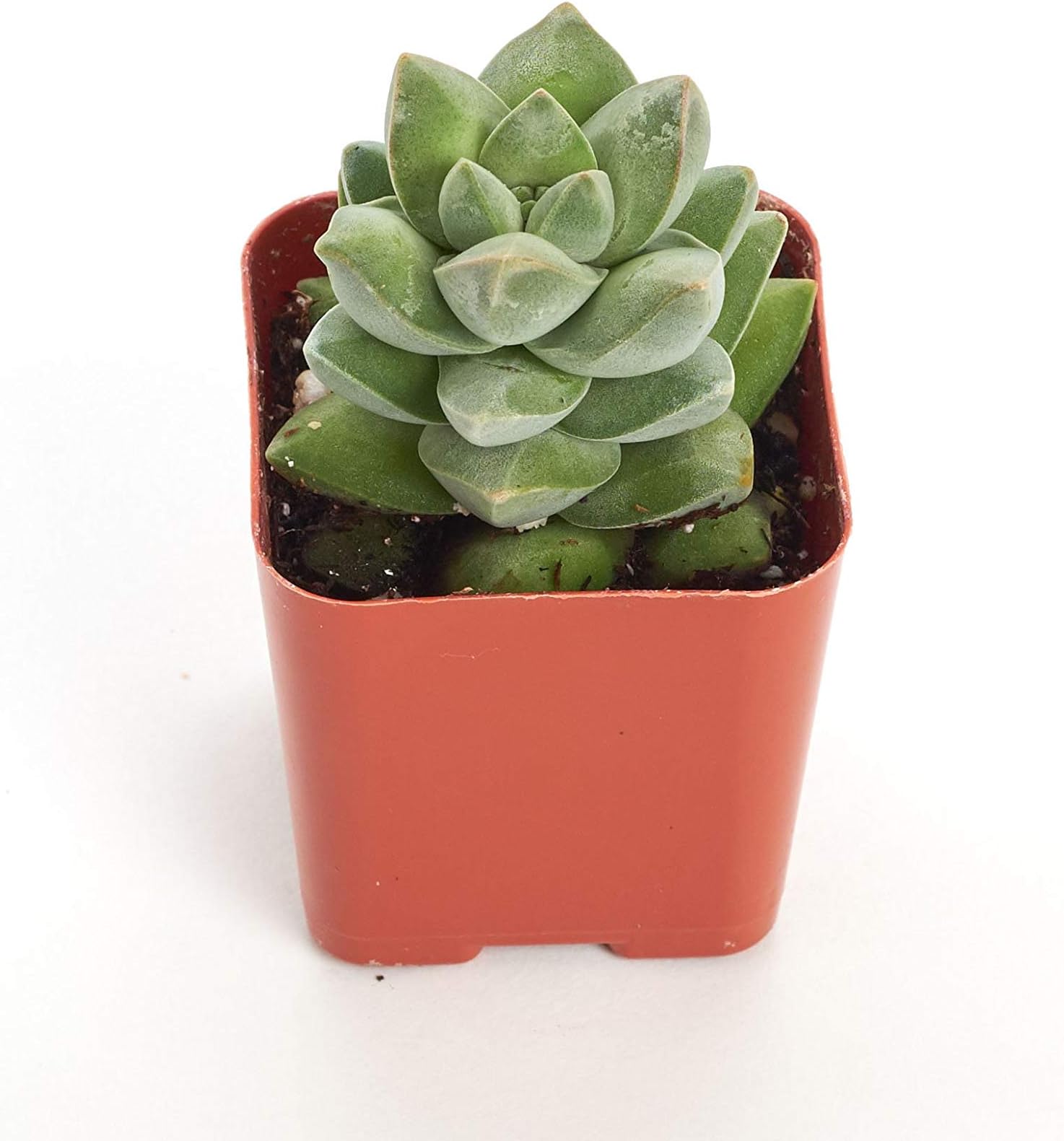 Shop Succulents Crassula Moonglow with 2" Grow Pot