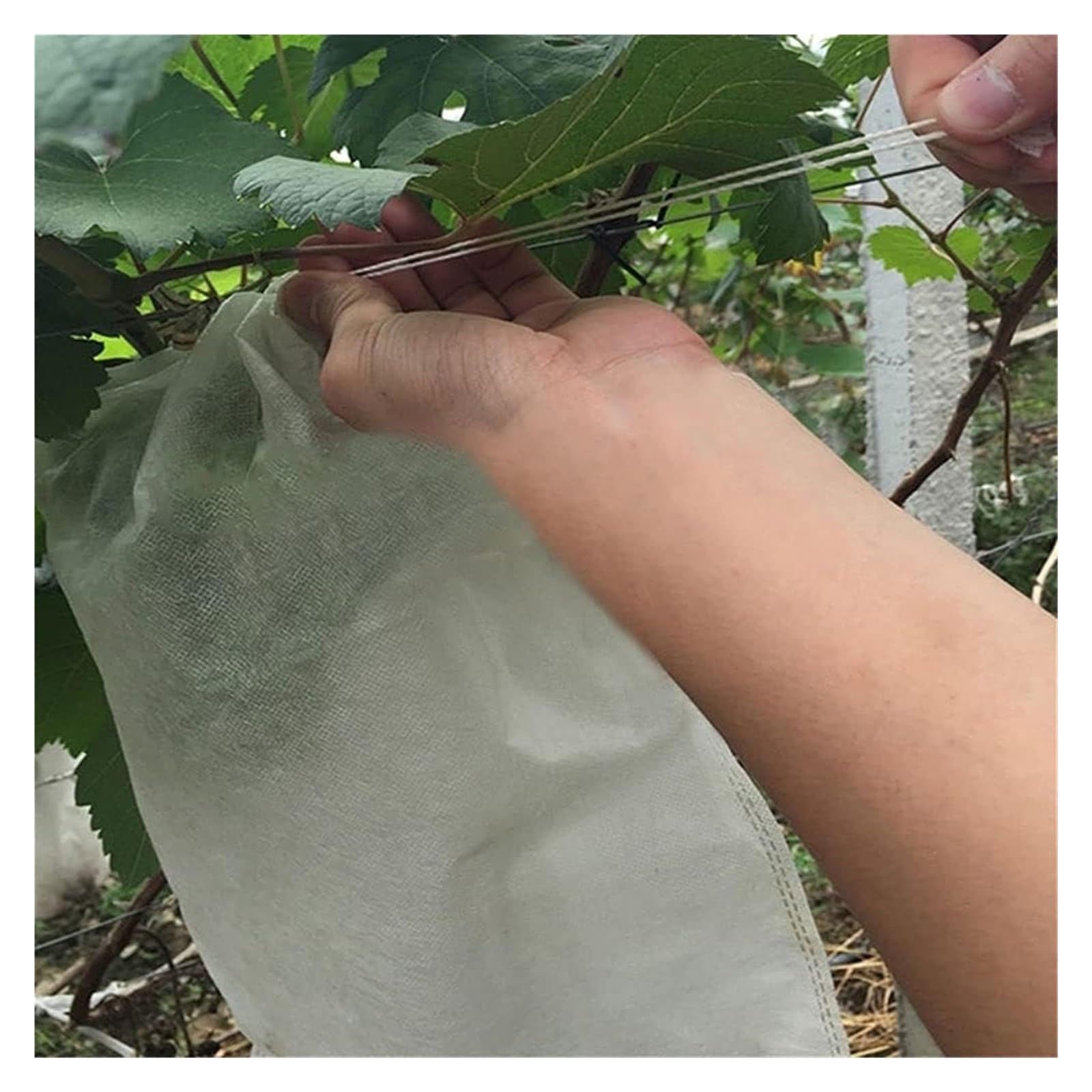 Bolsas Protectoras contra Insectos para Uvas, Bolsa de Malla Tela no Tejida for Frutas y Verduras, antiinsectos, for jardín, 100 Unidades(24x35cm)