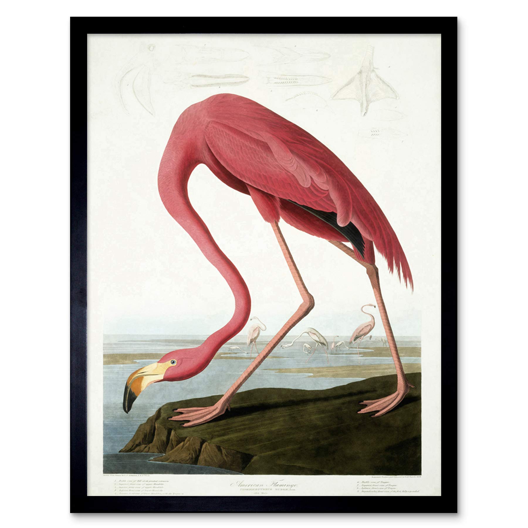 Wee Blue Coo Audubon American Flamingo Art Print Framed Poster Wall Decor 12x16 inch
