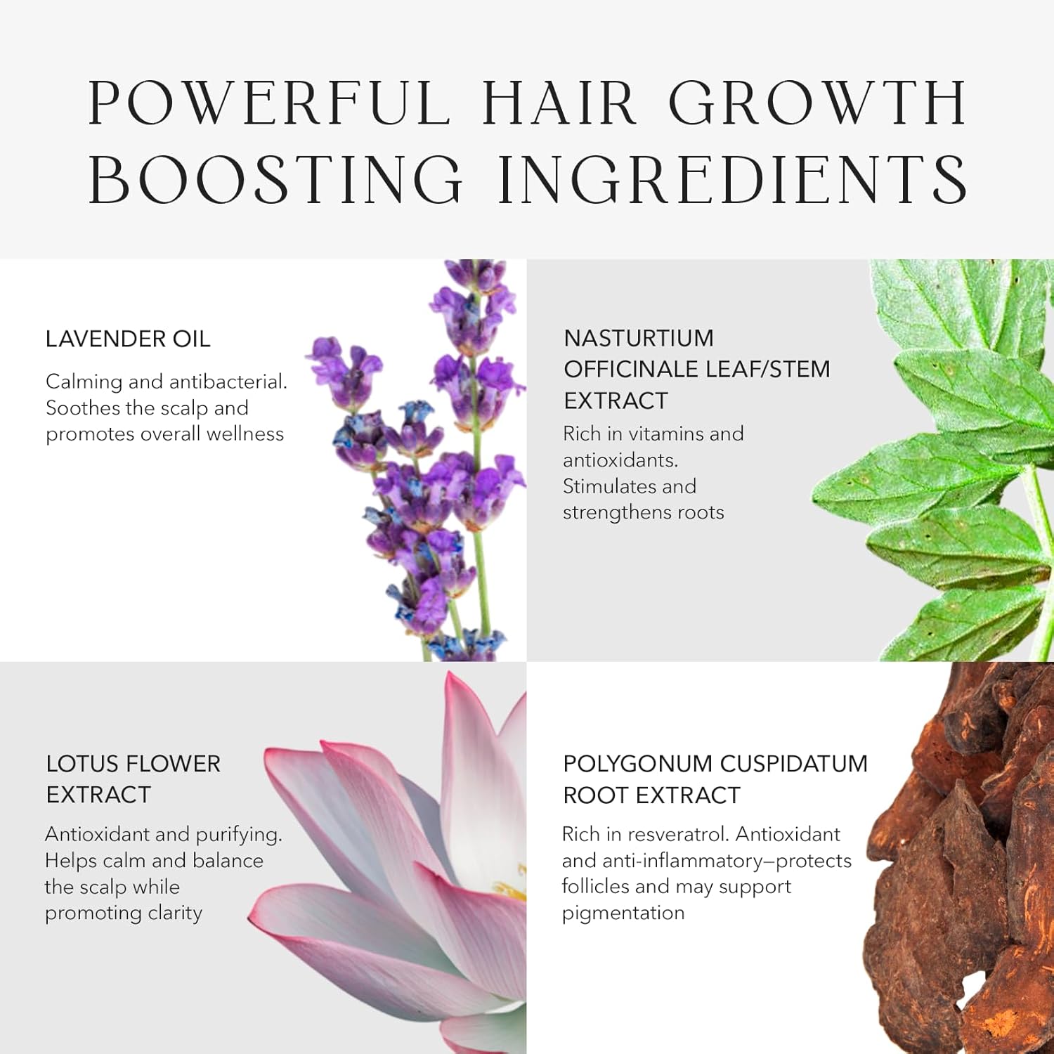 KIWABI ROOT BEAUTÉ Scalp Conditioner – Hair Growth & Scalp Treatment for Thinning, Dry & Oily Scalp – Sulfate-Free Hair Conditioner for Women with 23 Botanicals for Lustrous & Healthy Hair - Image 6