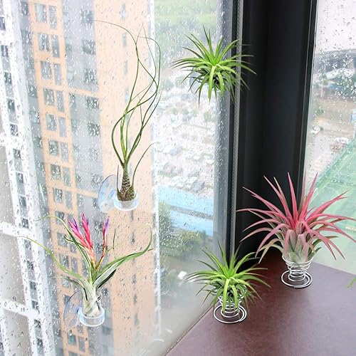Miniatura 2 de Paquete de 40 soportes para plantas de aire, contenedor para plantas de aire Tillandsia con ventosa, estantes de exhibición de macetas de mesa para