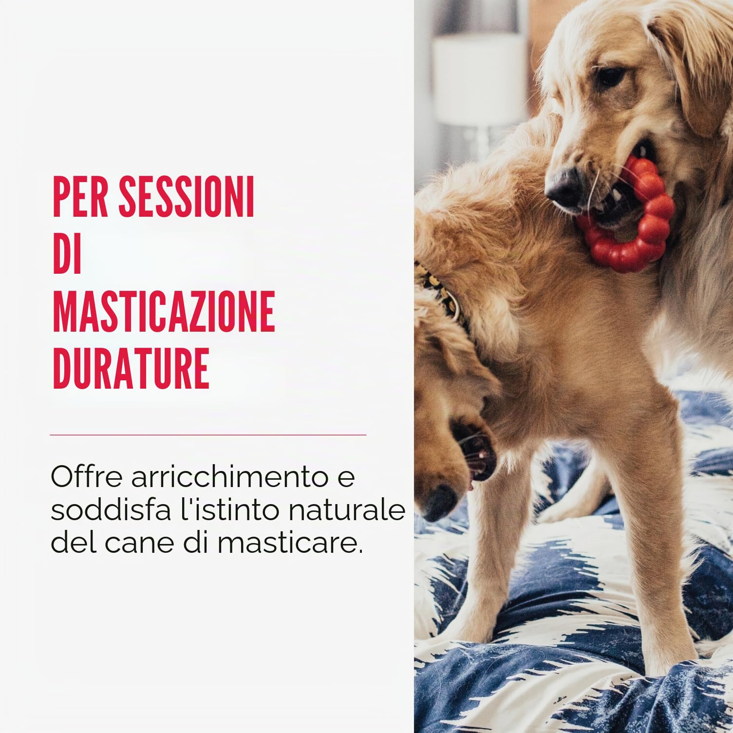 KONG Ring Giocattolo Da Masticare Per Cani Gomma Naturale Resistente Salute Dentale Taglia Media Piccola