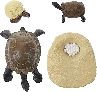 PLAFOPE 1 Conjunto Modelo Cognitivo Da Vida Tartaruga Marinha Conjunto Infantil Decoração Sapo Modelos De Ciclo De Crescimento Tartaruga Brinquedos Cognitivos Infantis Modelos Vívidos De