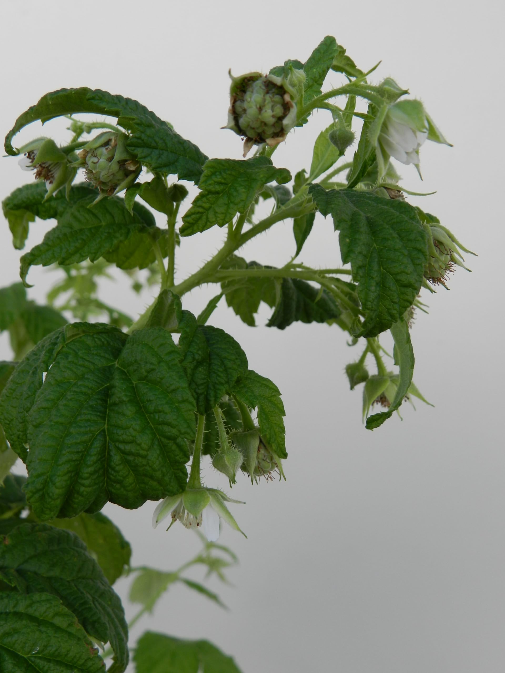Vannucci Piante - Lampone (Rubus idaeus) Pianta vera, Pianta da terrazzo, Pianta da frutto (Frutto Rosso)