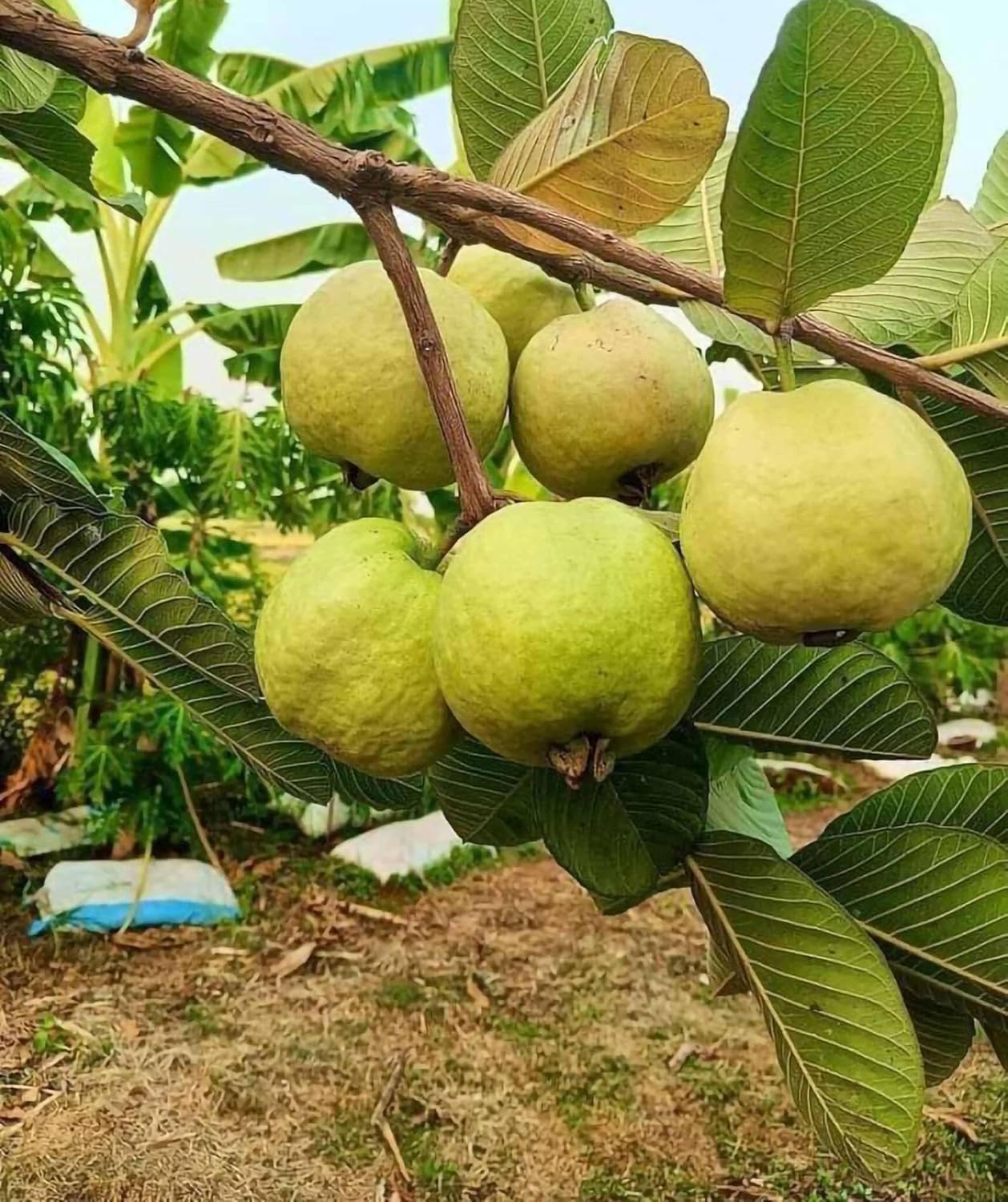 See full amazon price history chart for SEEDTREES Pack of 2 High Yield Hybrid Rare Variety Banarasi Guava Fruit Tree Live Plant for Home Garden Amrood Ka Podha Amrud Phal ka Paudha Outdoor SEEDTREES Pack of 2 High Yield Hybrid Rare Variety Banarasi Guava Fruit Tree Live Plant for Home Garden Amrood Ka Podha Amrud Phal ka Paudha Outdoor (B0CZ9JQ8HG) Amazon Price History, Amazon Price Tracker
