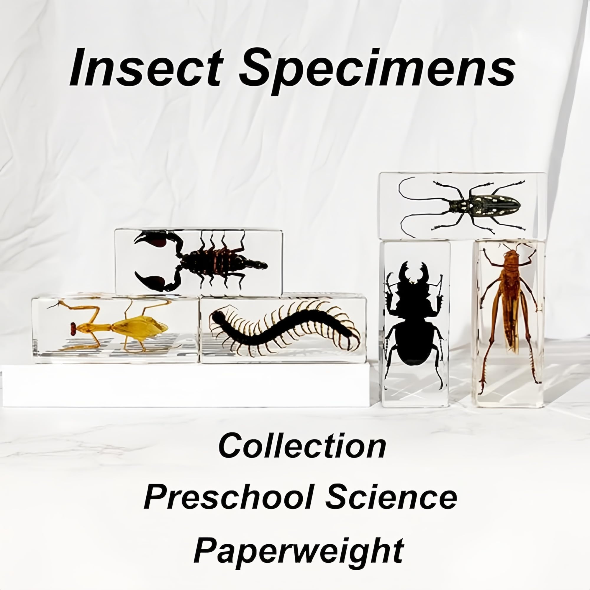 Véritable Lucane cerf-volant en résine transparente – Spécimen d'insecte préservé pour exposition, collection pédagogique ou décoration de presse-papiers