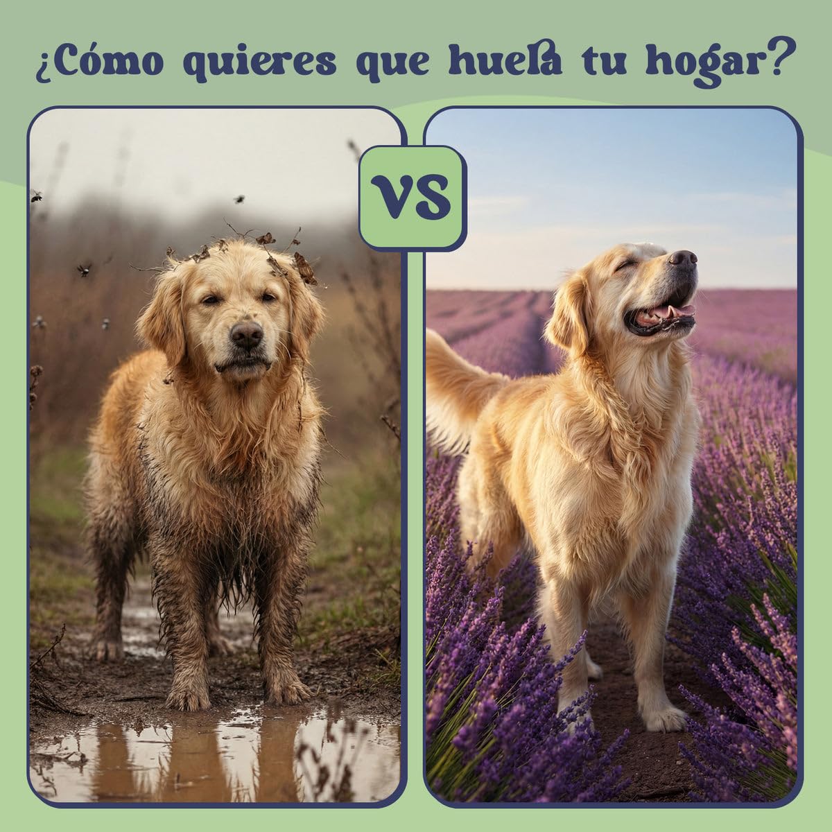 Vela Aromática Relaxvanda 350 g - Aroma Lavanda - Neutraliza Olores - Cera Vegetal Soja y Coco - 3 Mechas - 60h Duración - Diseñada para Hogares con Mascotas