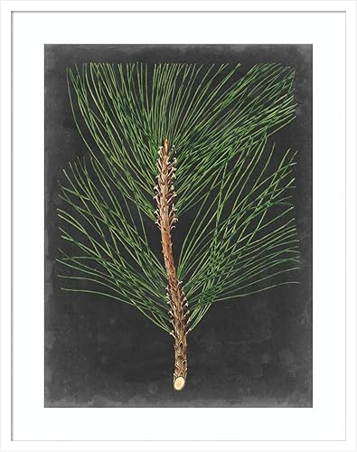 Miniatura 20 de Amanti Art Impresión artística enmarcada para pared, 44 x 36 pulgadas, dramático pino I de Vision Studio, arte de pared de naturaleza, decoración