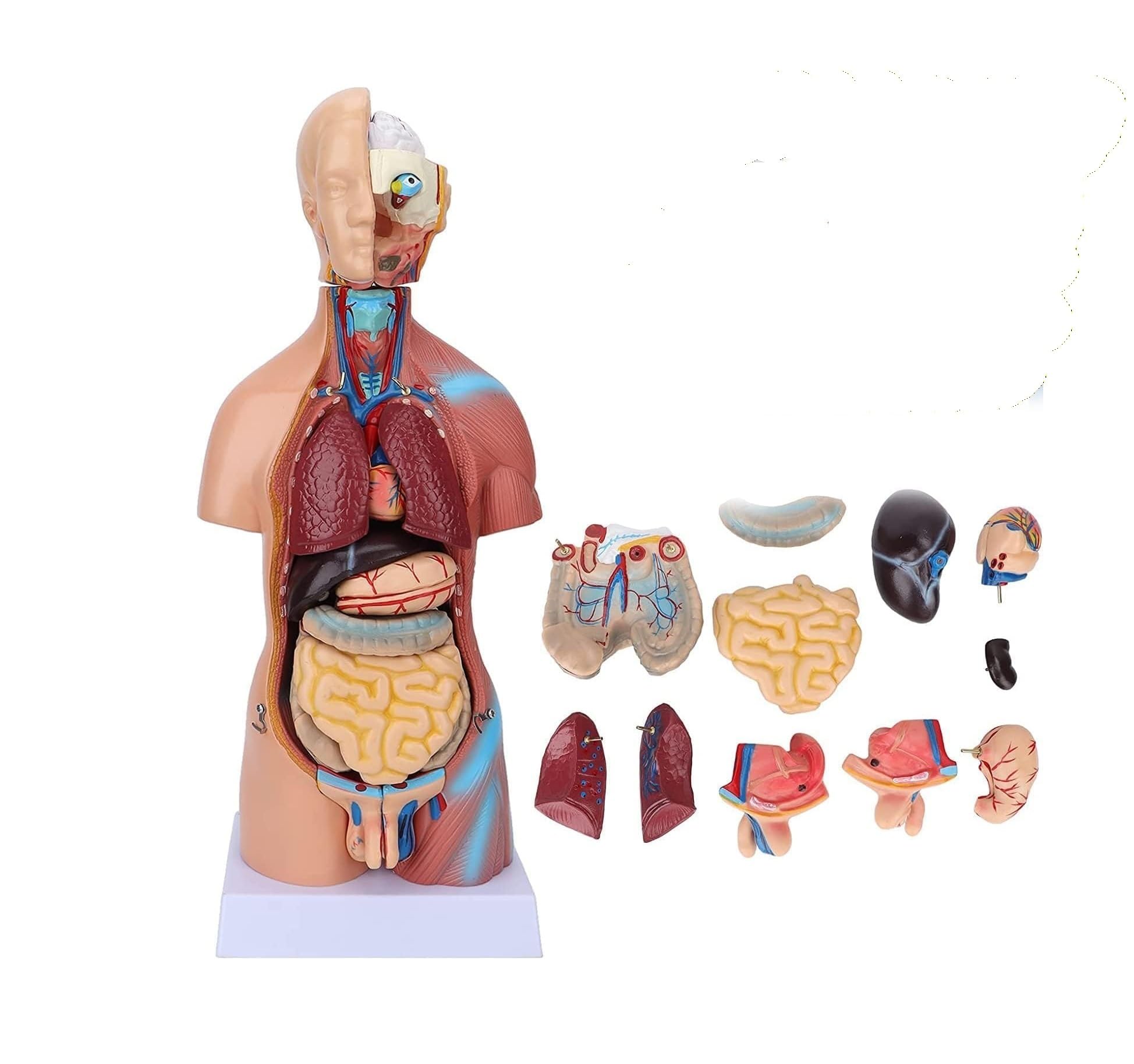 Modello anatomico del torso umano da 48 cm con 23 parti rimovibili