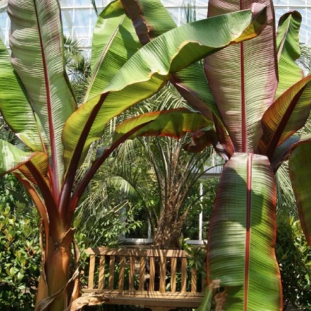 Musa Maurelli Banano Rosso Pianta Ornamentale Tropicale in Vaso 24 cm, Pianta Esotica da Giardino e Terrazzo