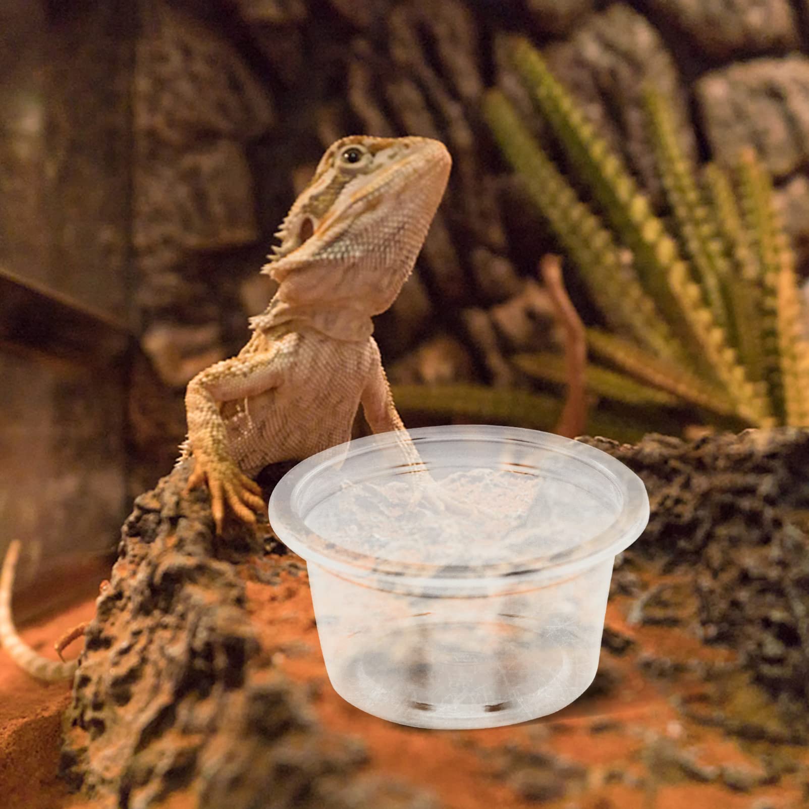 Futternapf & Trinkschale Für Reptilien | Kleine Futterschale Aus Kristallglas, 5,5 & 9,5 Cm