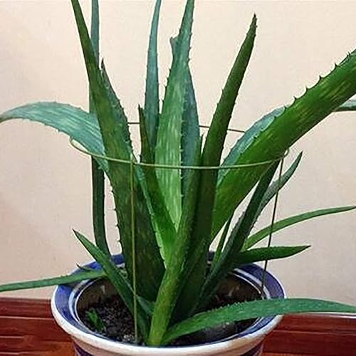 Miniatura 2 de Hanobo Paquete de 5 anillos de soporte para plantas de jardín para plantas en maceta, 6 pulgadas de ancho x 11 pulgadas de alto, 3 patas