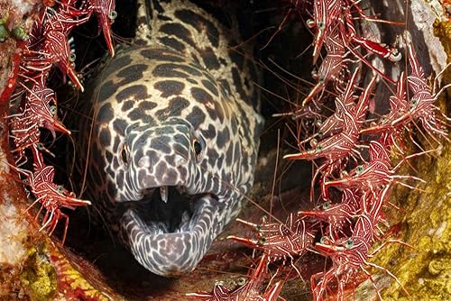 Posterazzi PSTDFL401103ULARGE Artwork, Large, Multi