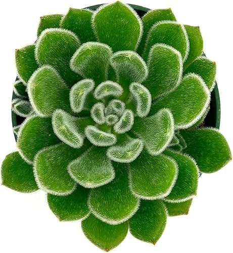 Miniatura 3 de ragnaroc Plantas suculentas vivas Echeveria Setosa, enraizadas en maceta de 4 pulgadas 1 unidad Llegada viva garantizada Plantas de interior