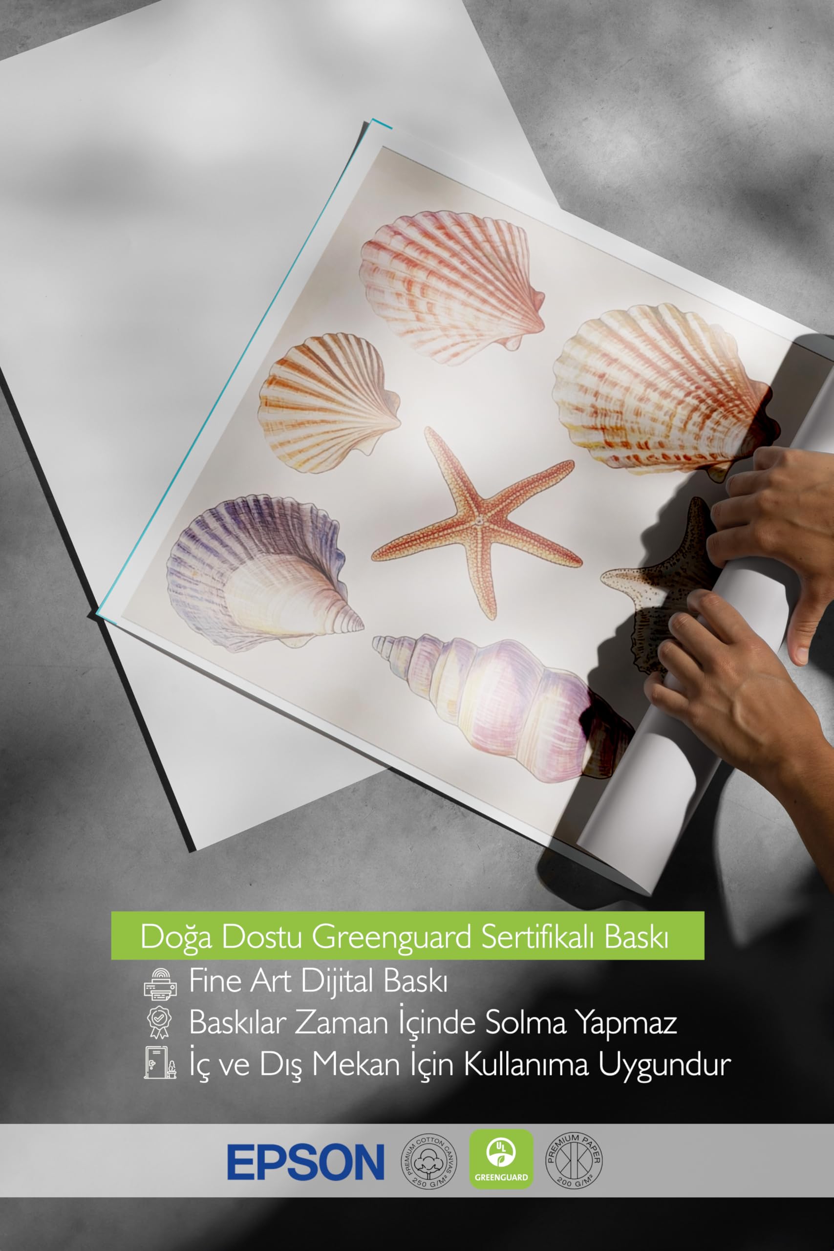 Zestia Siyah Çerçeveli Tablo, Doğanın İncileri – Estetik Kabuk Detayları Poster No: 107444 50 x 70