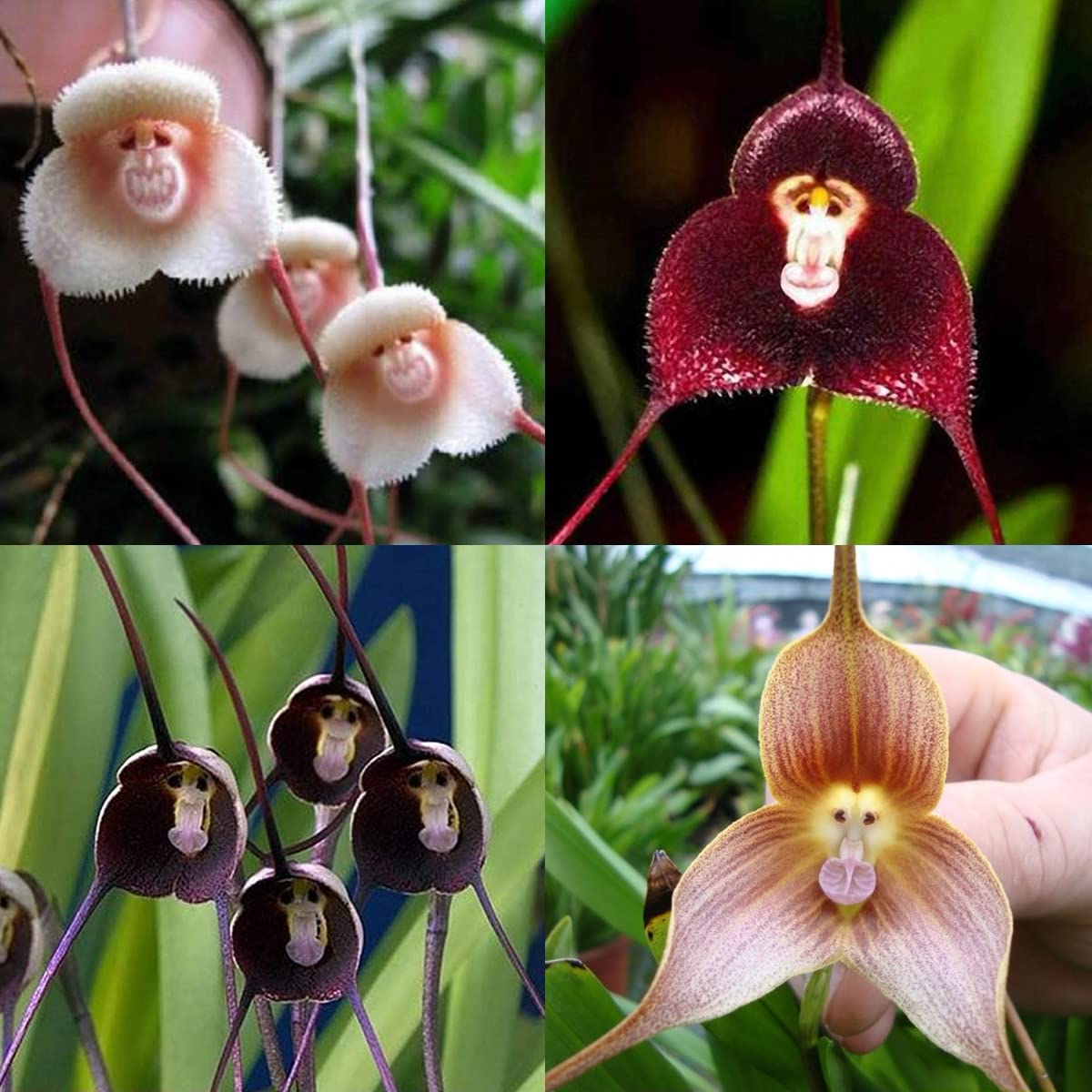 Monkey Face Orchid Seeds Ubicaciondepersonas cdmx gob mx Monkey face orchid seeds ubicaciondepersonas cdmx gob mx