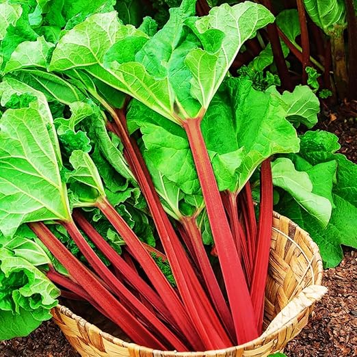 Rhubarb Root, Deep Red Rhubarb Plant for Planting, Large