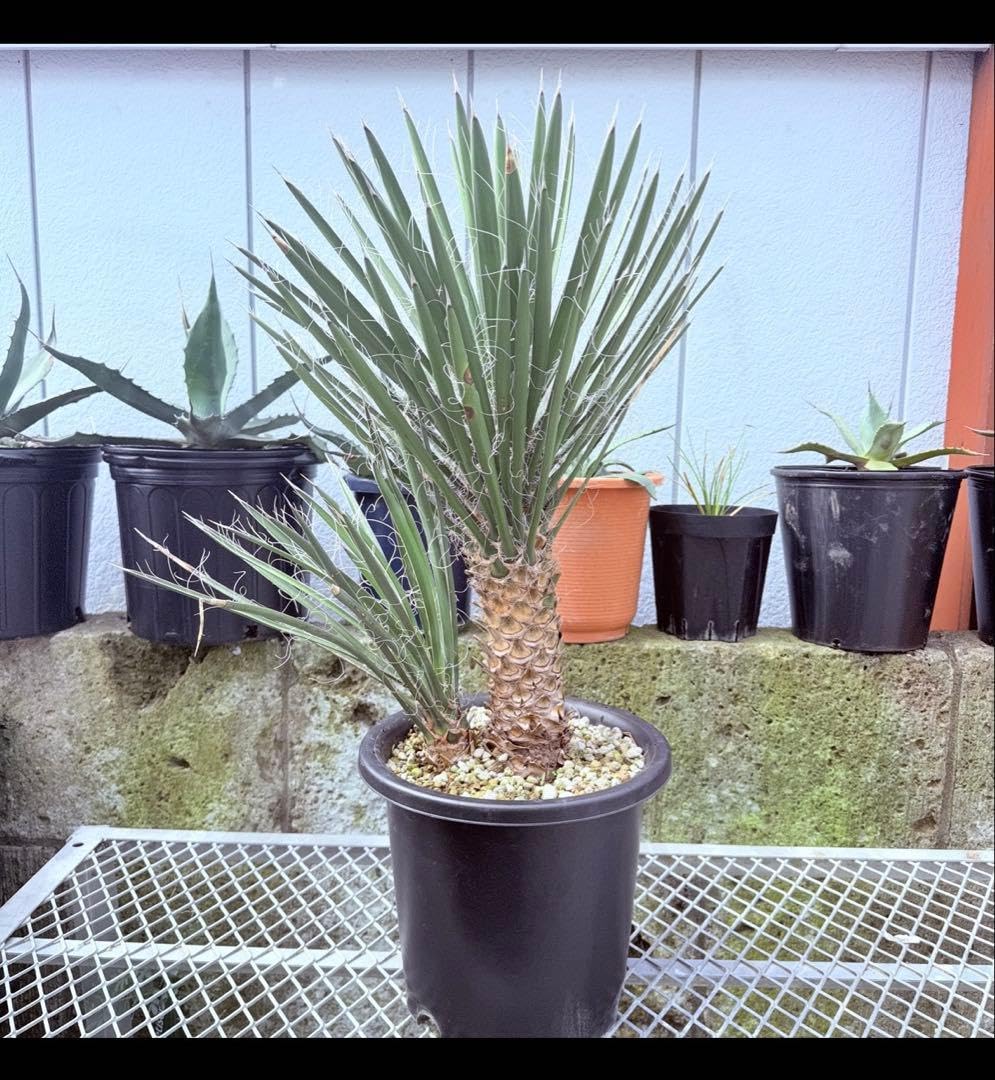 フィリフェラ　ユッカ　幹立ち　9号　大株　観葉植物　ドライガーデン Amazon｜フィリフェラ ユッカ 幹立ち 9号 大株 観葉植物 ドライ