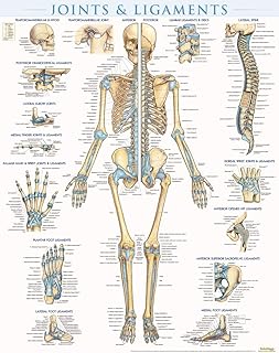 Joints & Ligaments Poster (22 x 28 inches) - Laminated: a QuickStudy Anatomy Reference