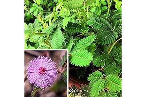 Mimosa Pudica Touch Me Not Plant Seed