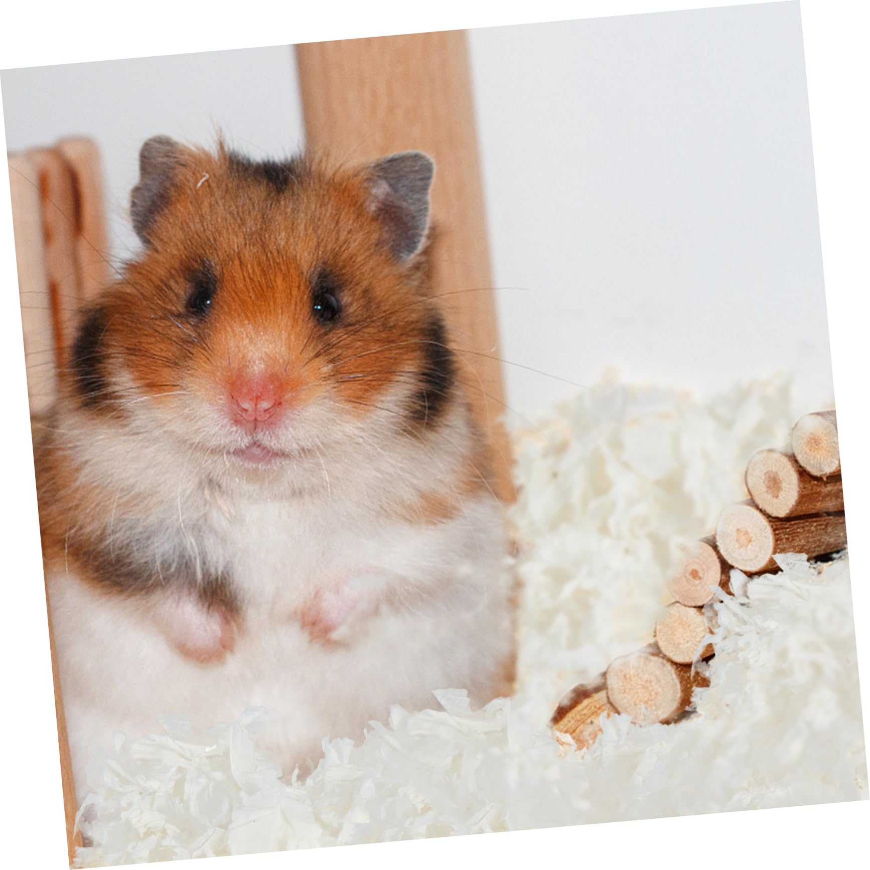Lettiera per Piccoli Animali in Carta Assorbente a Controllo Polvere Bianca Confezione da 1 Adatta per Gerbilli e Criceti, per Nidi e Tane