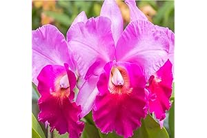 Hawaiian Cattleya Orchid Starter Plant