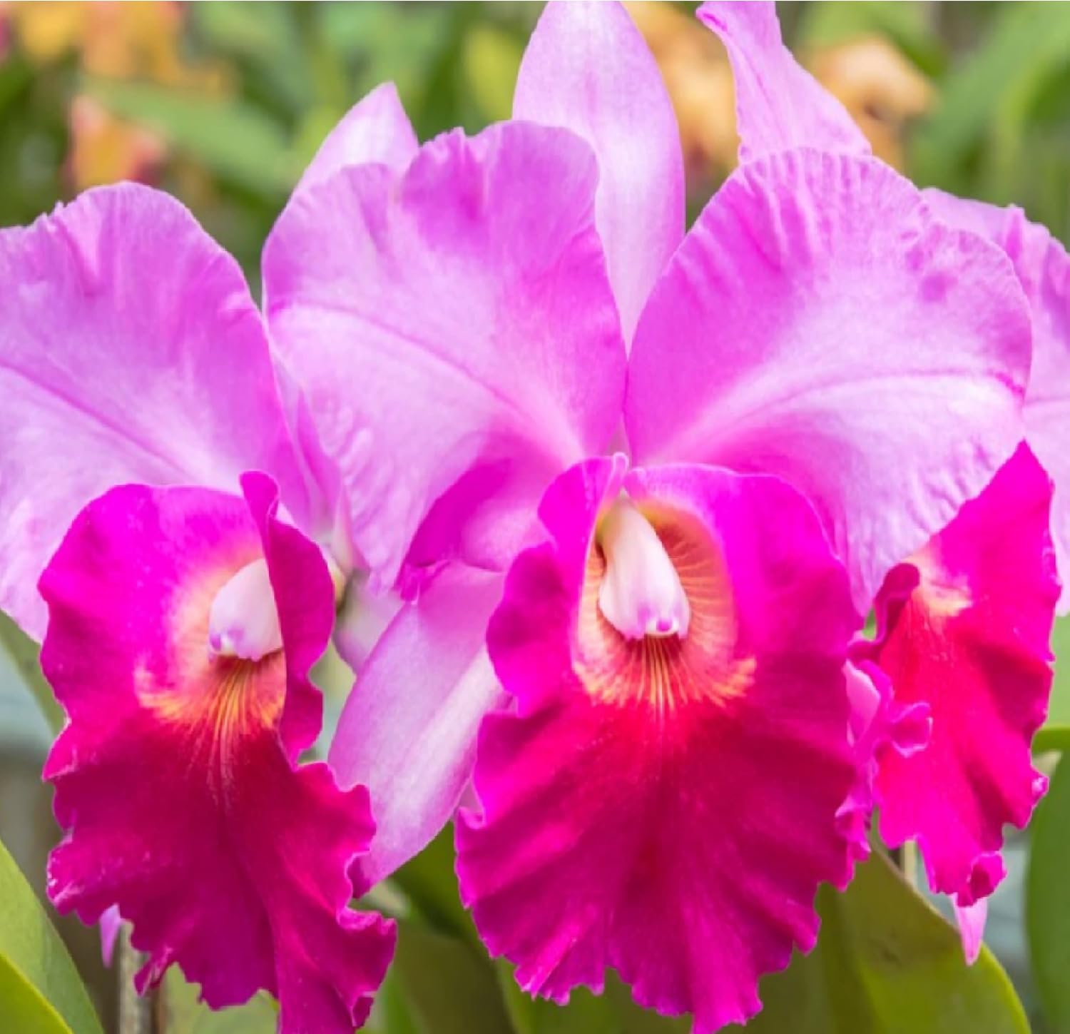 Discount HawaiianGifts Cattleya Orchid Starter Plant 3 Plants no Bloom LL110