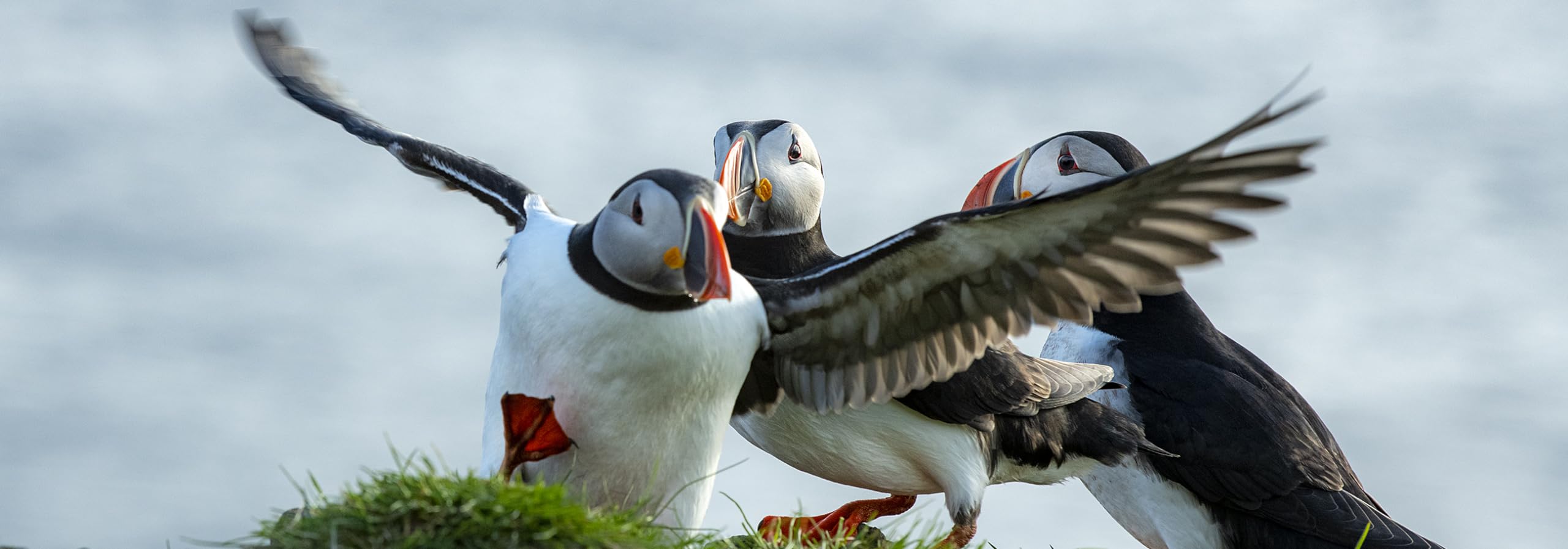 Amazon.co.jp: アイスランドのパフィンカレンダー 2024 : 文房具