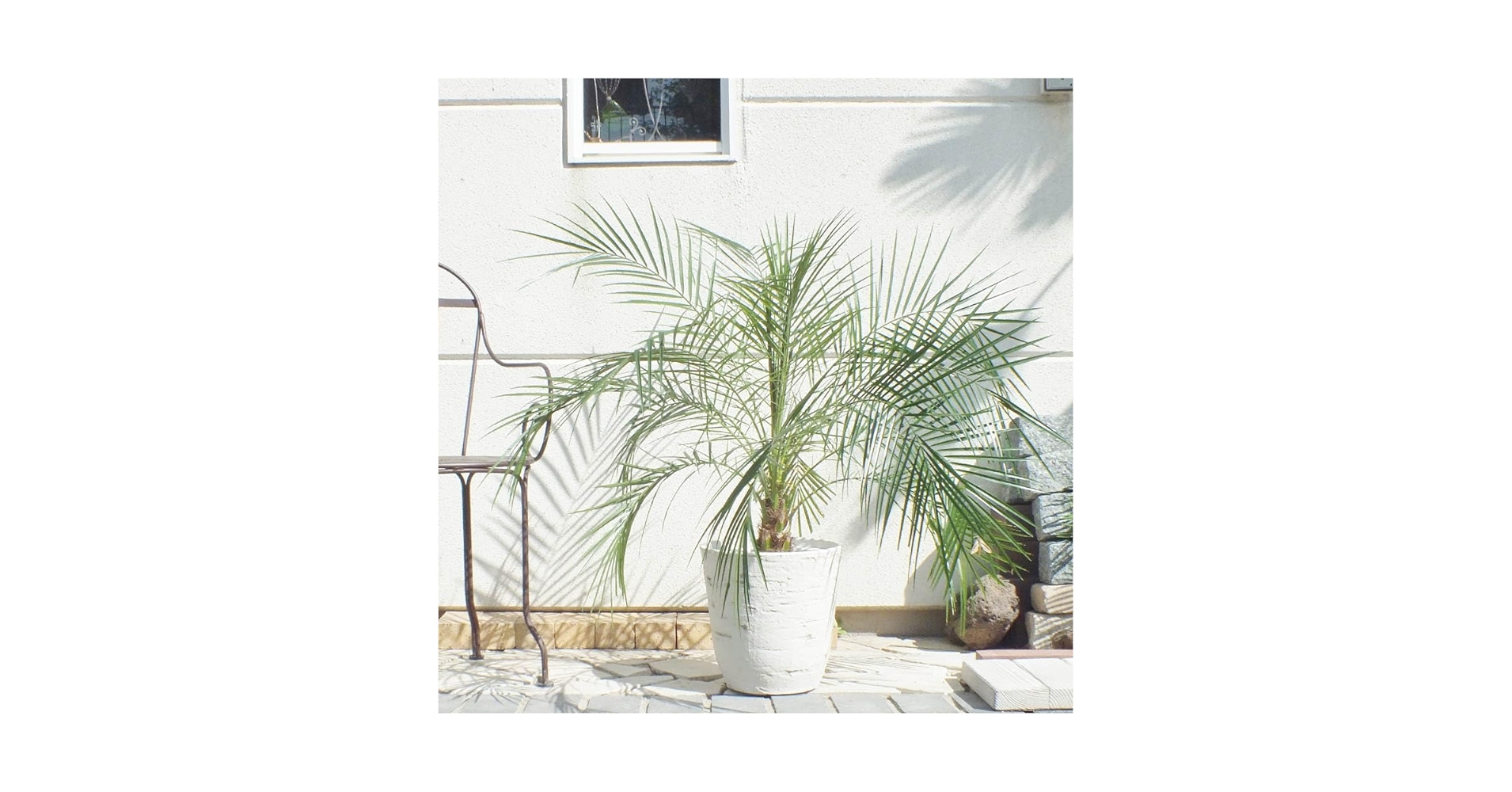 観葉植物フェニックスロベレニー 約1.5メートル 白鉢 718MMDo5bkL._UF894,1000_QL80_.jpg