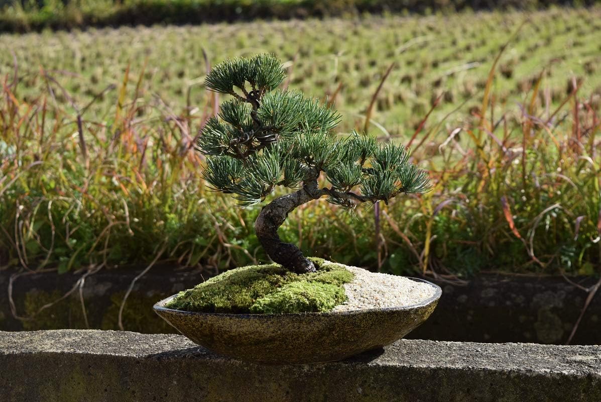 2024最新型 石油ストーブ タンク容量4.5L 360°対流型加熱 急速加熱