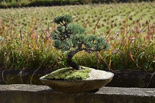 Amazon 盆栽 五葉松盆栽 四国五葉松 盆栽