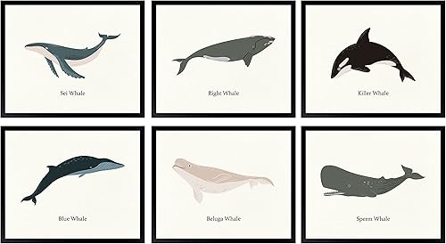97 Decor Póster vintage de ballena  Decoración de ballena para guardería, arte de pared con estampado de ballena, imágenes de ballena Beluga para