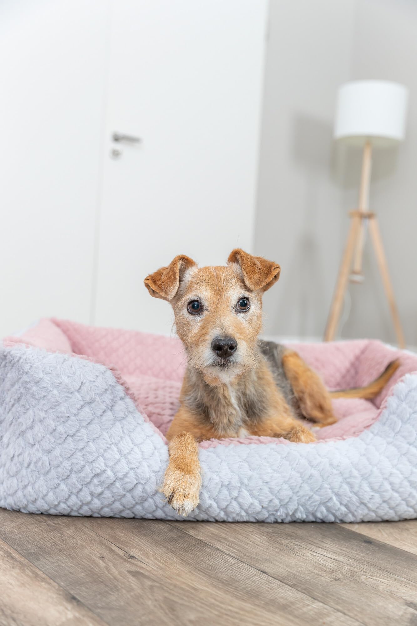 TRIXIE Panier pour Chien Kaline Mio – Gris/Rose Ancien – 65×50 cm
