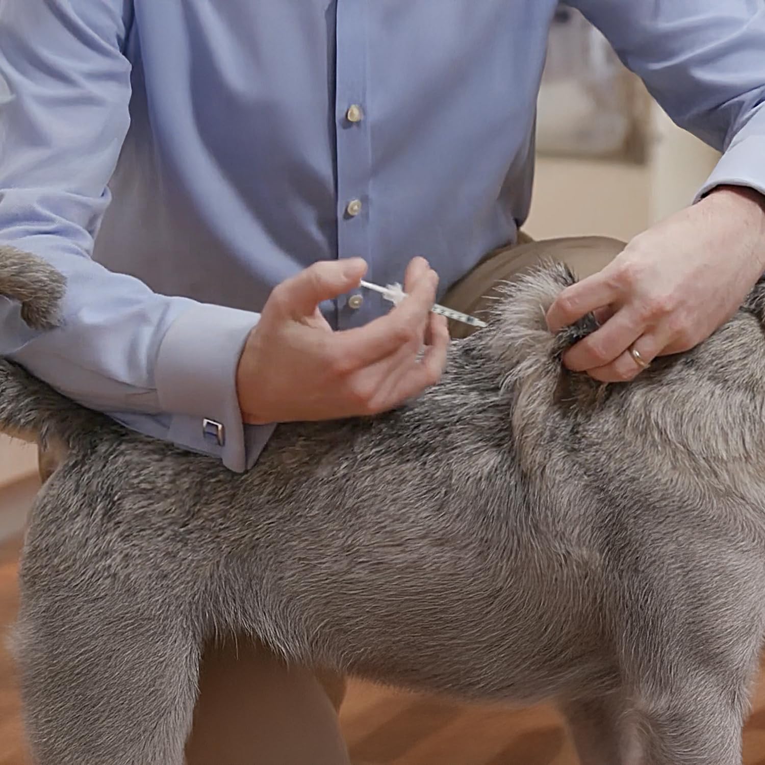 120 Siringhe Sterili Monouso per la Somministrazione di Insulina a Cani e Gatti con ago, Dimensioni 1ml, 40 Unità Internazionali (40UI/ml), Boehringer Ingelheim Animal Health