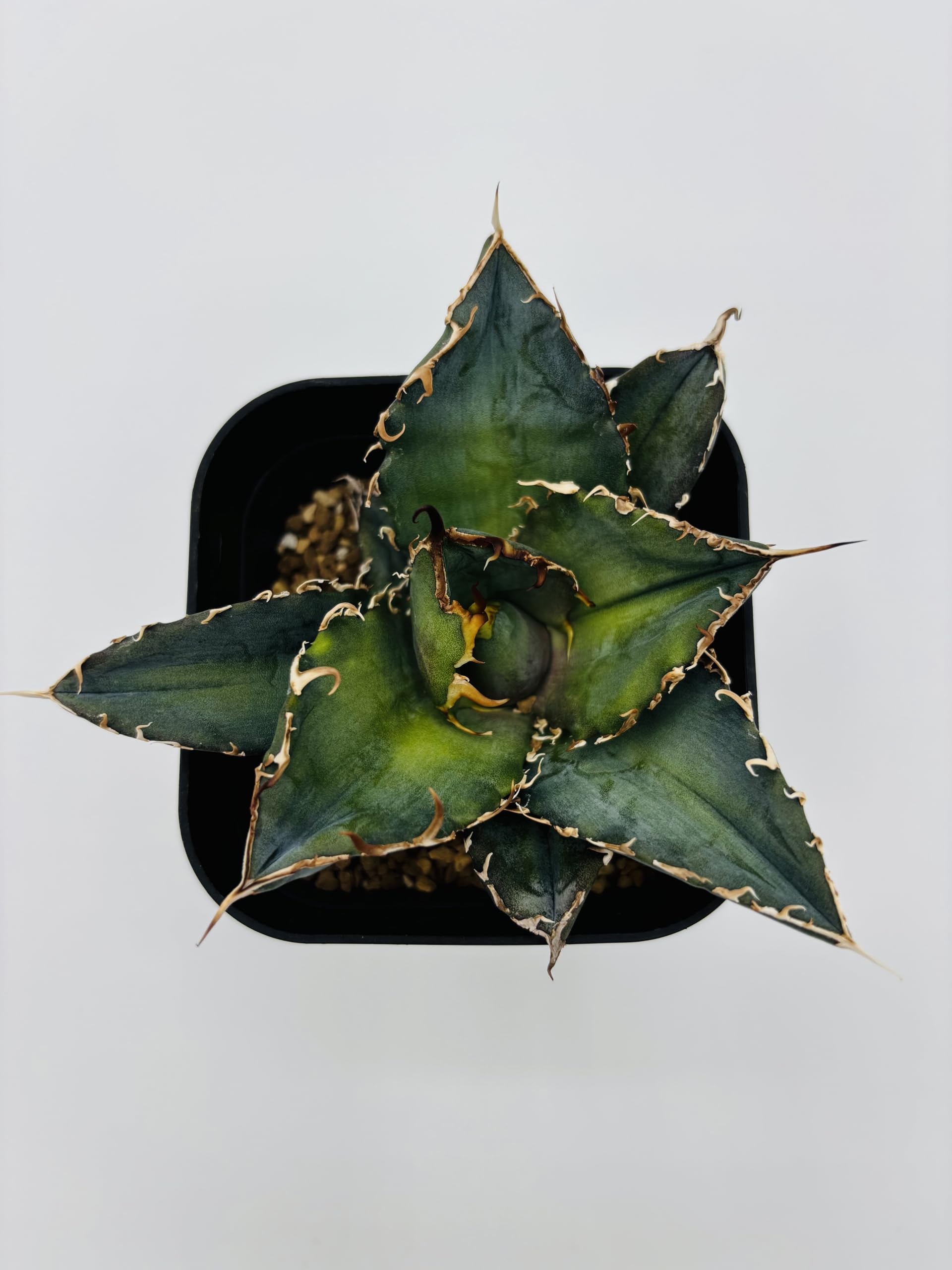 白鯨　チタノタ　アガベAgave titanota ‘White Whale Amazon｜アガベ チタノタ 白鯨/Agave titanota 'White Whale/観葉植物