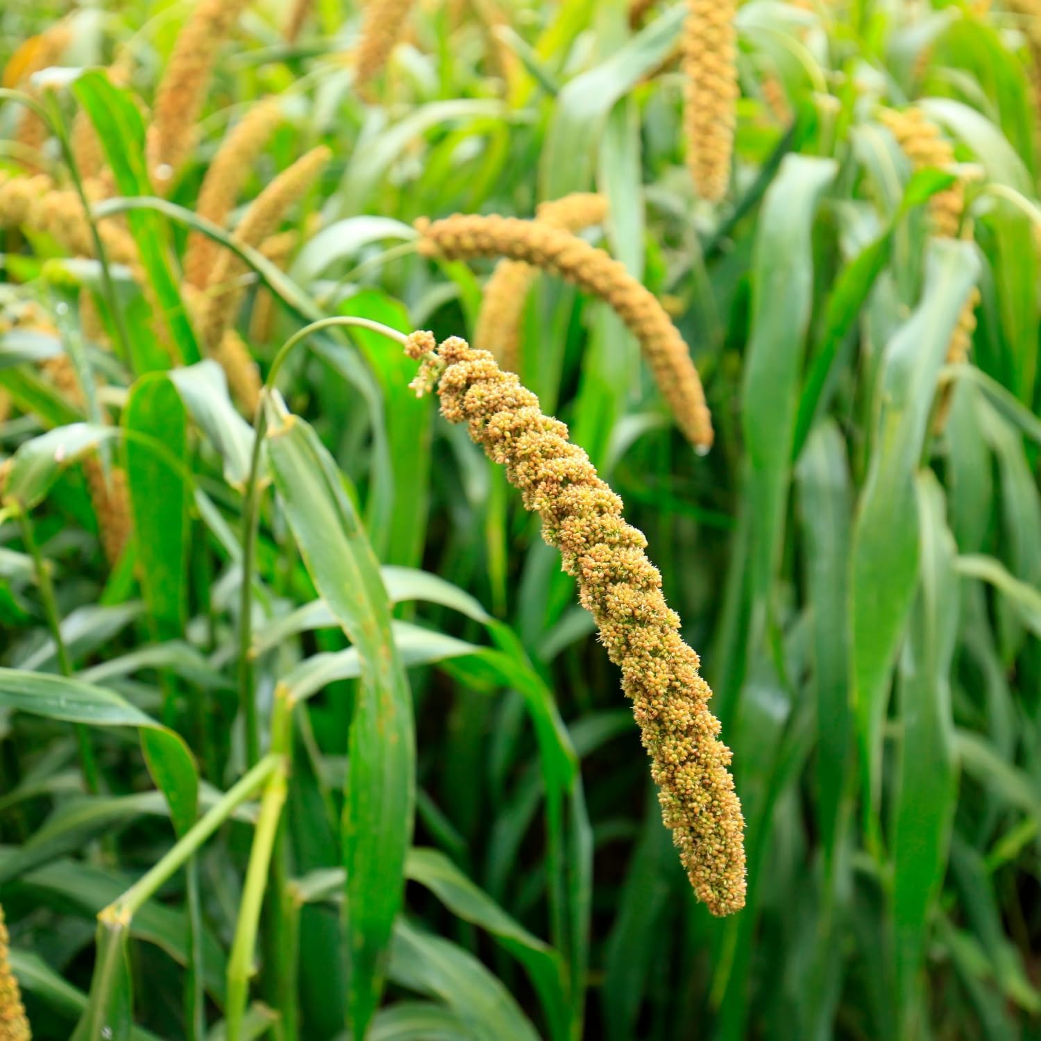 Evergreen Farm and Garden White Proso Millet Field & Bird Seed (8.5 Lbs)