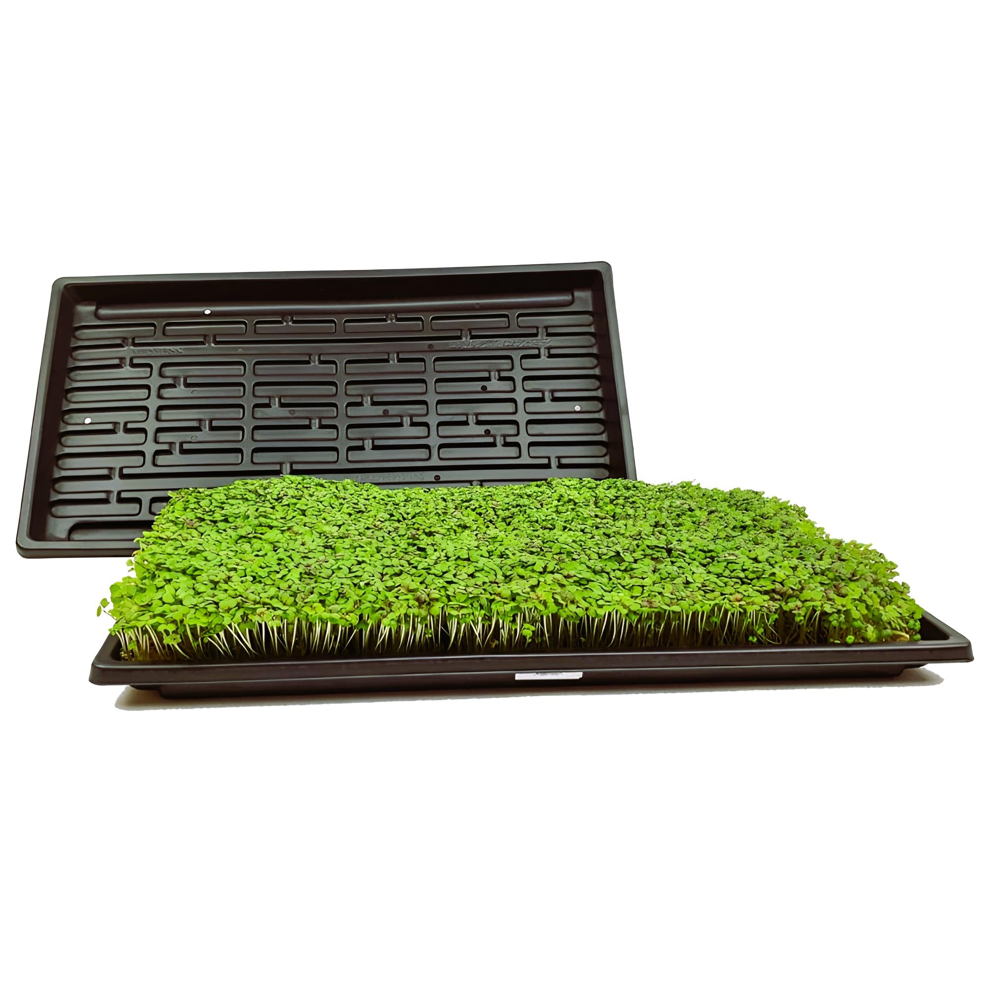 MICROGREEN TRAYS For Growing Microgreens FOR SALADS (B0D2SDHCNV) Amazon Price History, Amazon Price Tracker