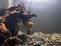 Review Image by Steven Steven