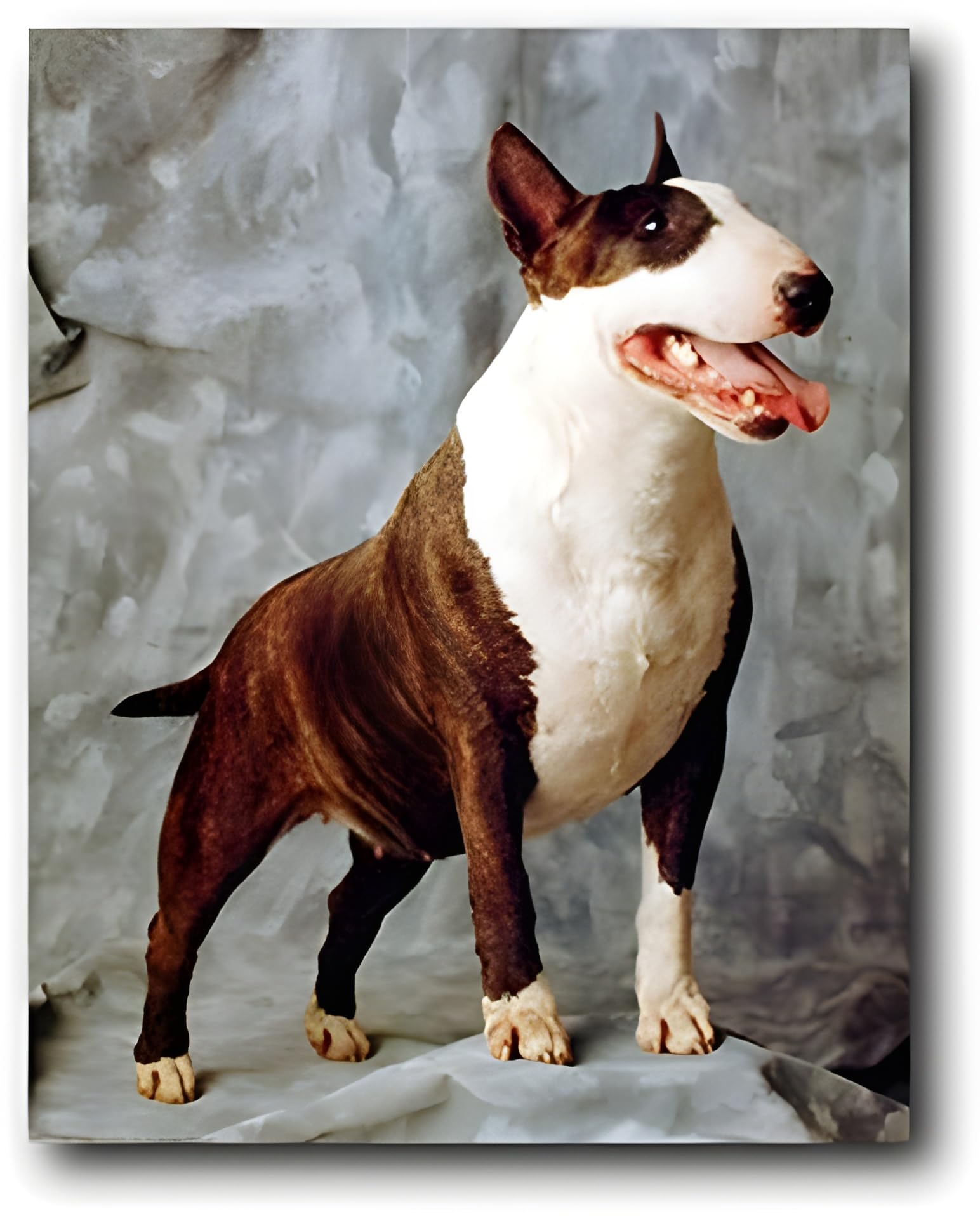 Inga Chihuahua - Poster decorativo da parete, in metallo, 20 x 30 cm
