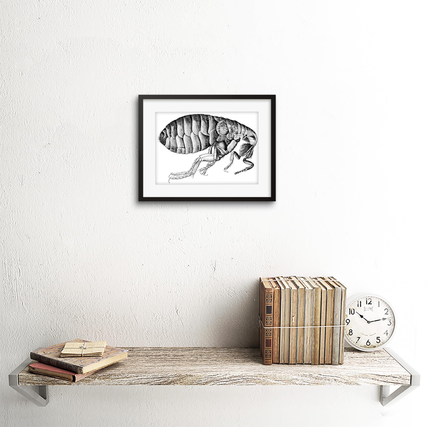 絵画 flk040093 Amazon.com: PAINTING BOOK INSECT MICROGRAPHIA HOOKE FLEA FRAMED