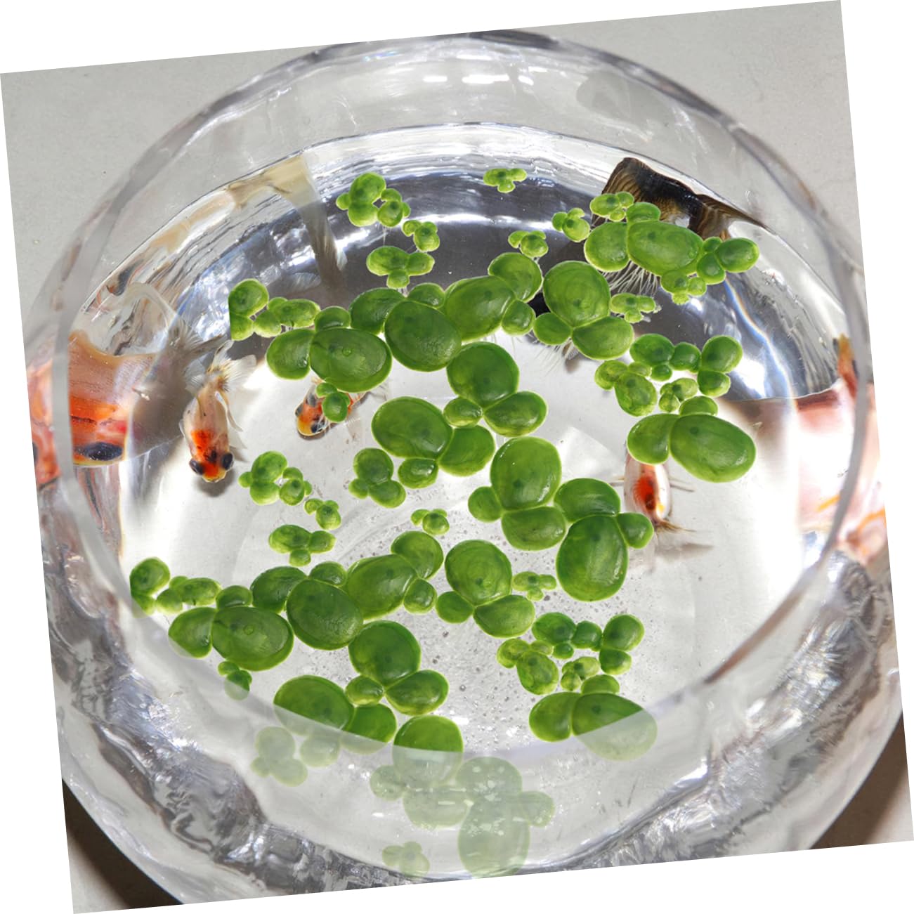 Zerodeko Lot De 5 Plantes Artificielles Pour Aquarium Décoration Flottante Naturelle Mini Lentilles Deau Artificielles Décoration Aquatique 90 Pièces X 5