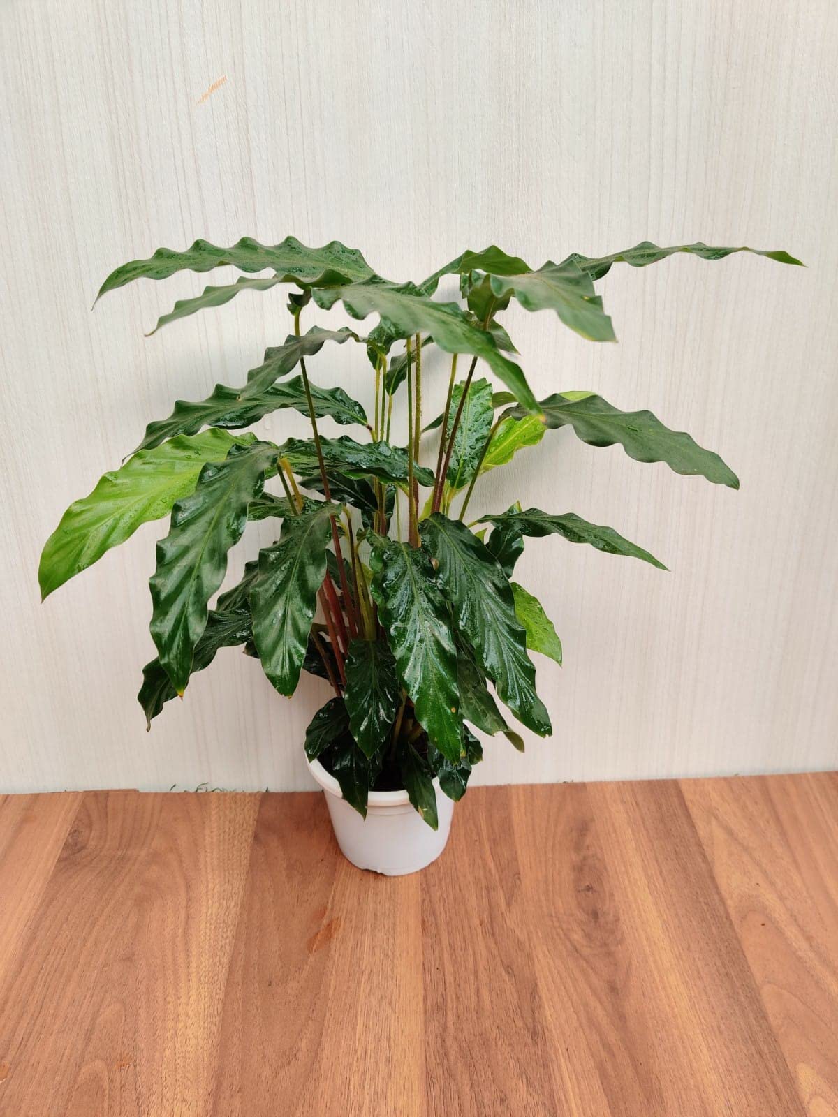 CAPPL Live Rare Calathea Rufibarba Plant Natural Prayer Foliage Indoor Plant in Pot (B09XT9SNJR) Amazon Price History, Amazon Price Tracker