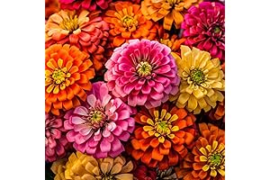 RDR Seeds - California Zinnia Seeds
