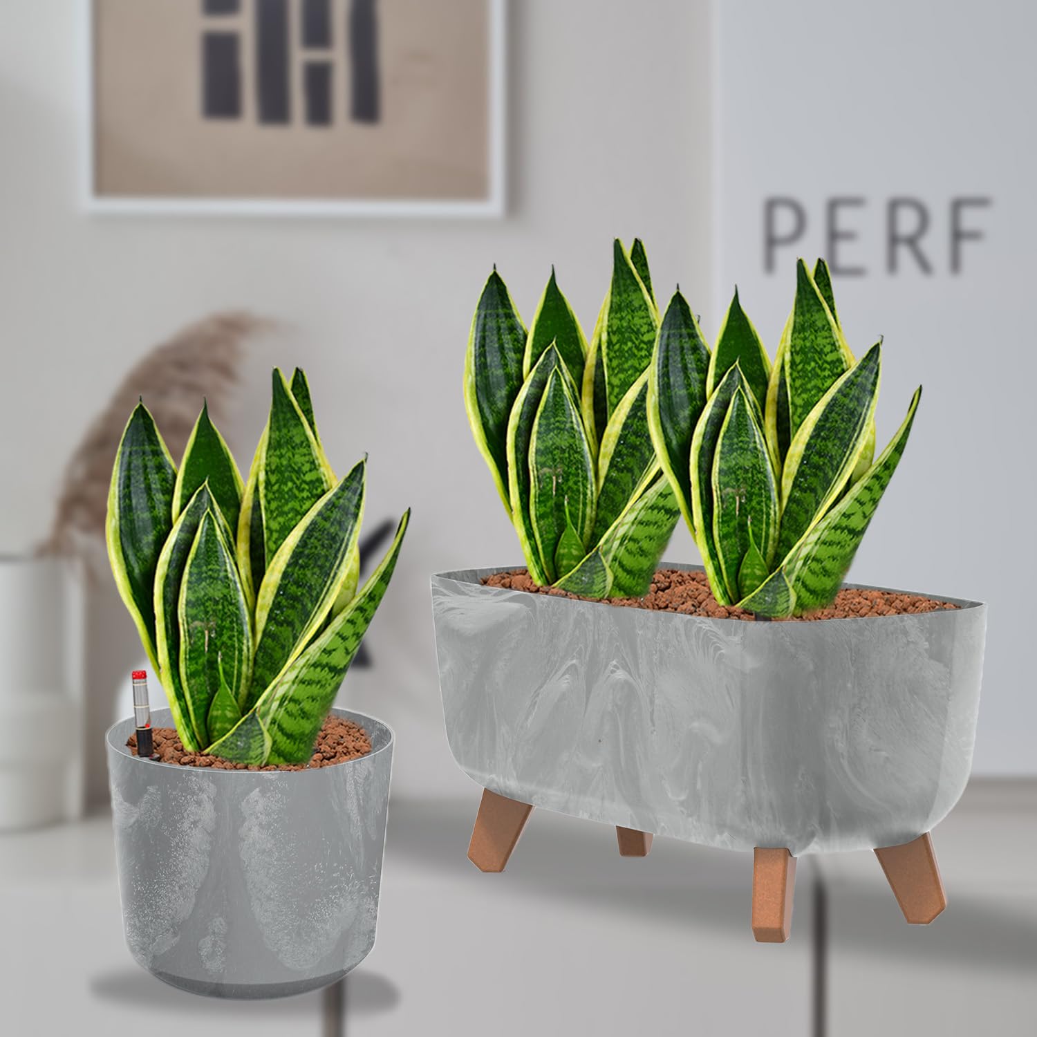 Hydro Büropflanzen Set Sideboard Betonoptik Grau Sansevieria