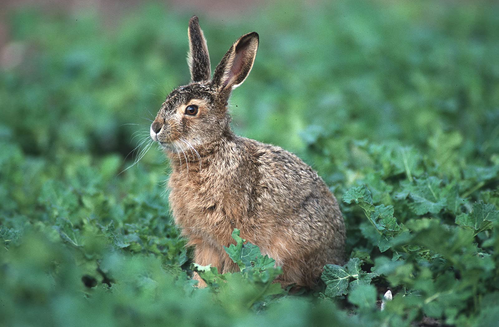 Herbst- und Winteräsungsgemisch für Hoch- und Niederwild