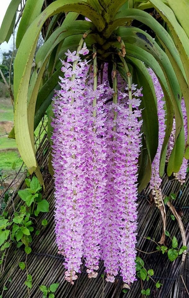 Imported Foxtail Orchid Flower Bulbs for Home and Kitchen Gardening, Pack of 2 Bulbs (PURPLE SHADE)-image-30