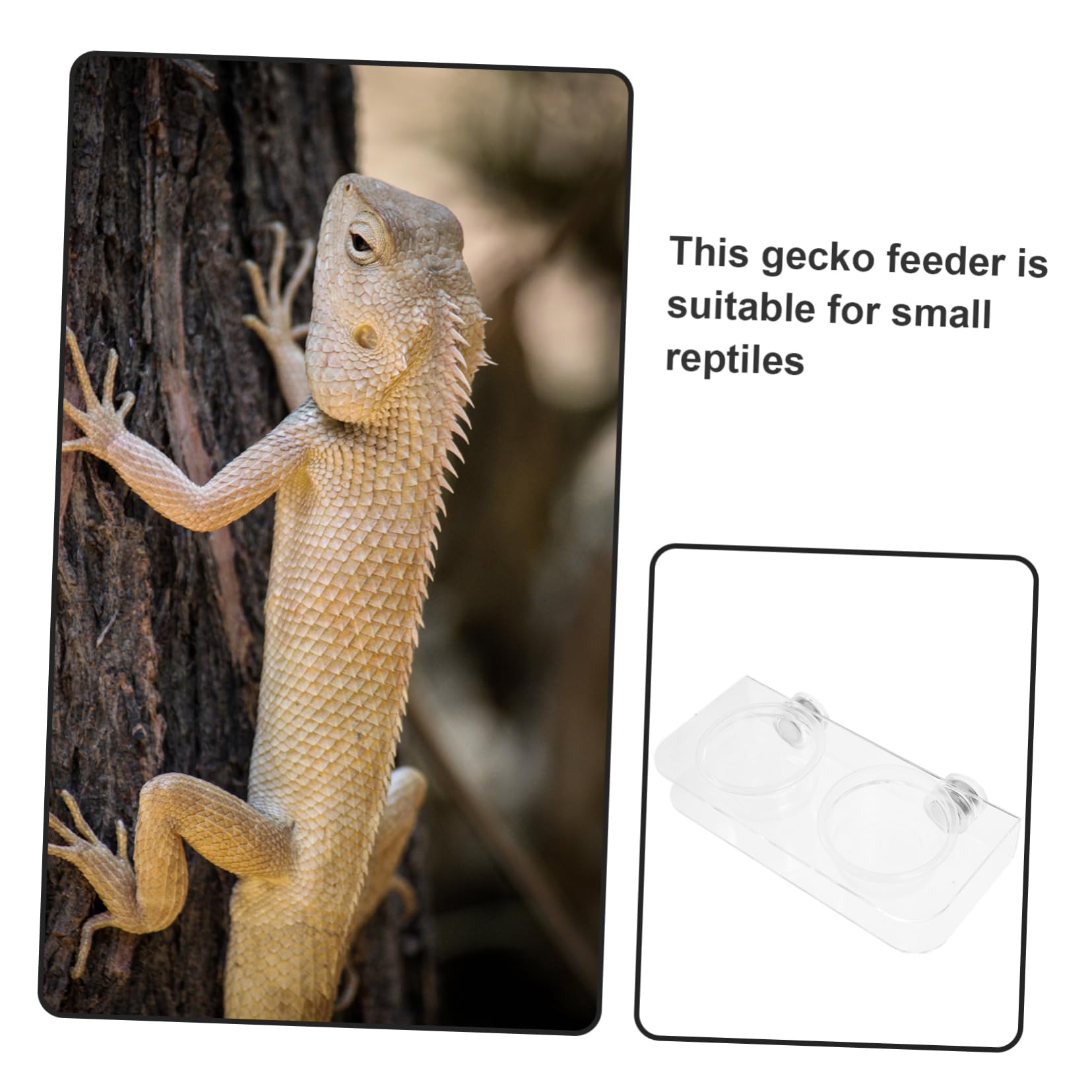 POPETPOP 5 Juegos Comedero para Reptiles Accesorios para Terrarios Gecko Tazones De Comida De Gecko Alimentador De Gecos Cuencos De Agua para Reptiles Cuenca De Agua De Reptil El Plastico