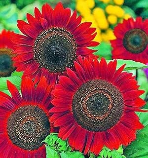 RattleFree Velvet Queen Sunflower Seeds for Planting | Heirloom | Non-GMO | 50 Sunflower Seeds per Planting Packet | Fresh...