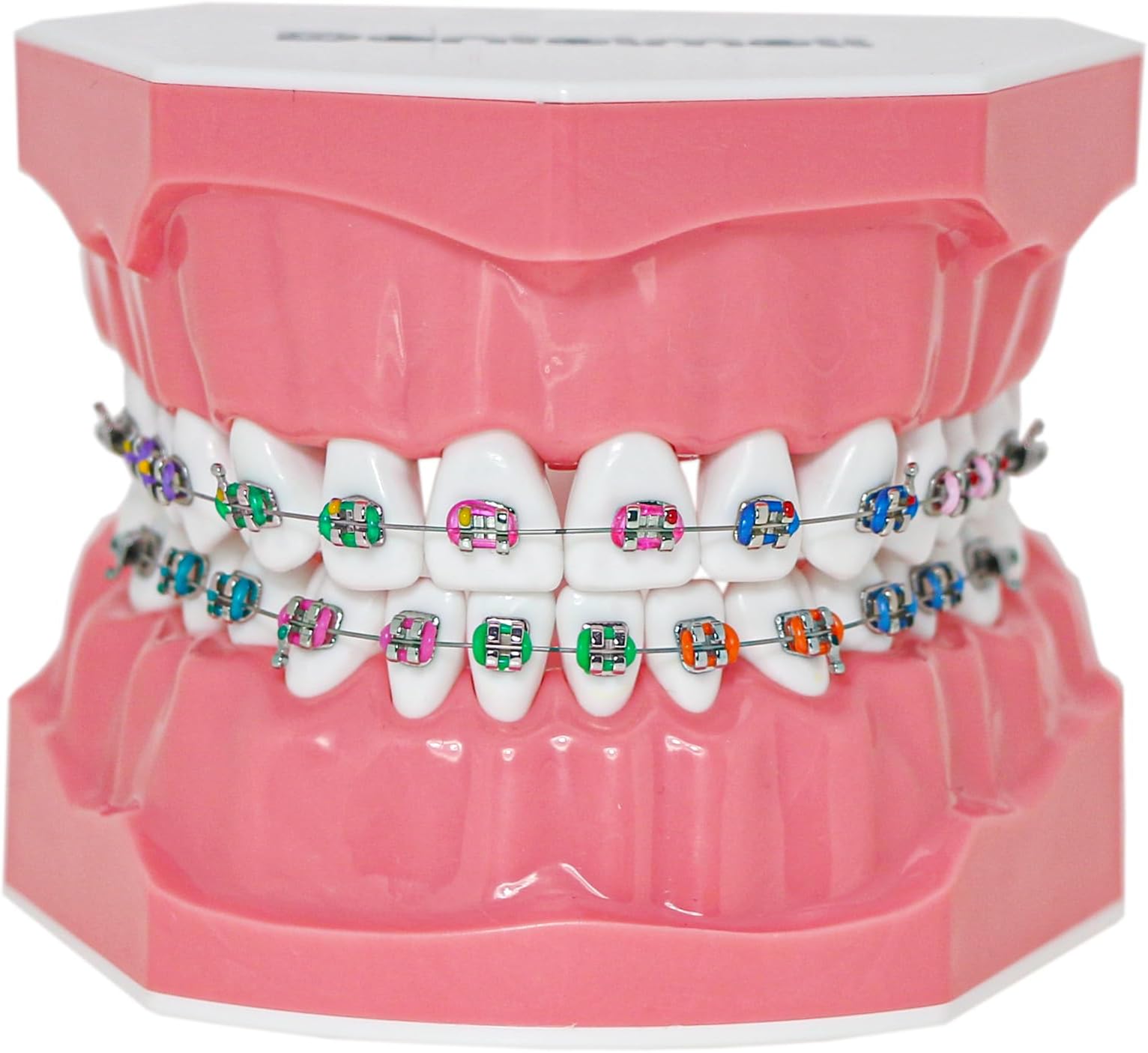 Typodonts Orthodontics Demonstration Model with Metal Wires and Bracket Teaching, Learning, Interpretation Model for Adults and Children (Metal Bracket)